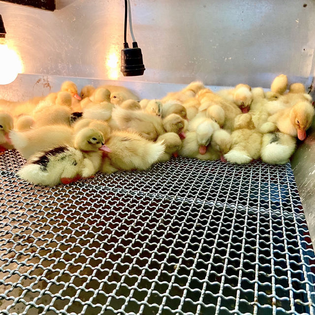 宜蘭超多可愛小黃鴨🐤的鴨寮故事館！