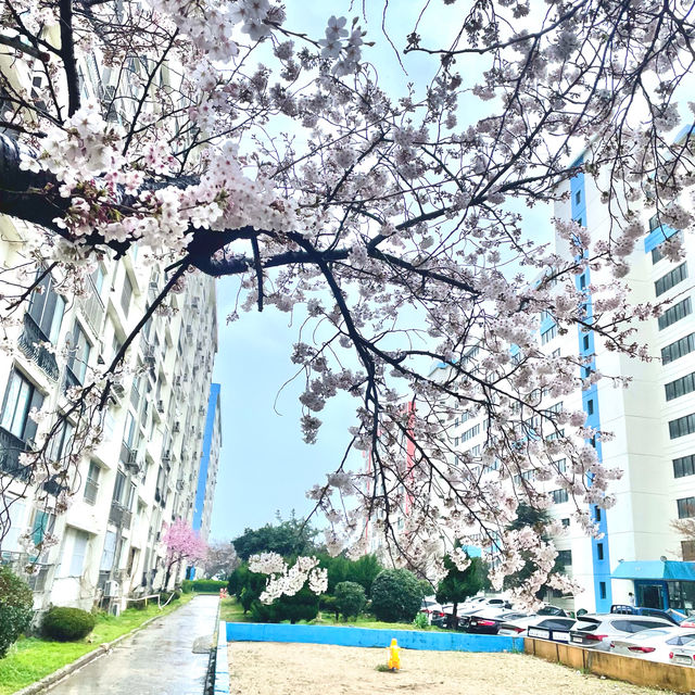 Dreamy Streets in Namcheon-Dong