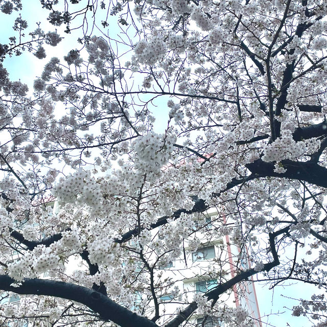 Dreamy Streets in Namcheon-Dong