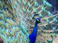 Singapore Zoo