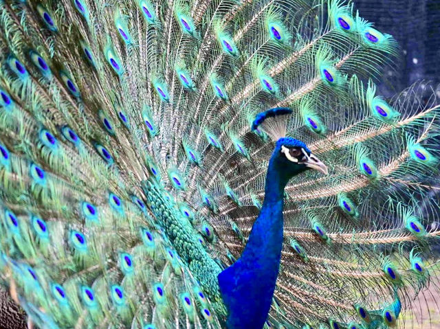 Singapore Zoo