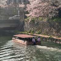 🌸 OKAZAKI SAKURA CORRIDOR 🌸