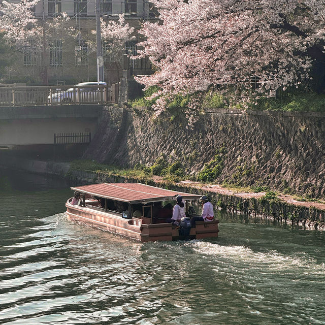 🌸 OKAZAKI SAKURA CORRIDOR 🌸