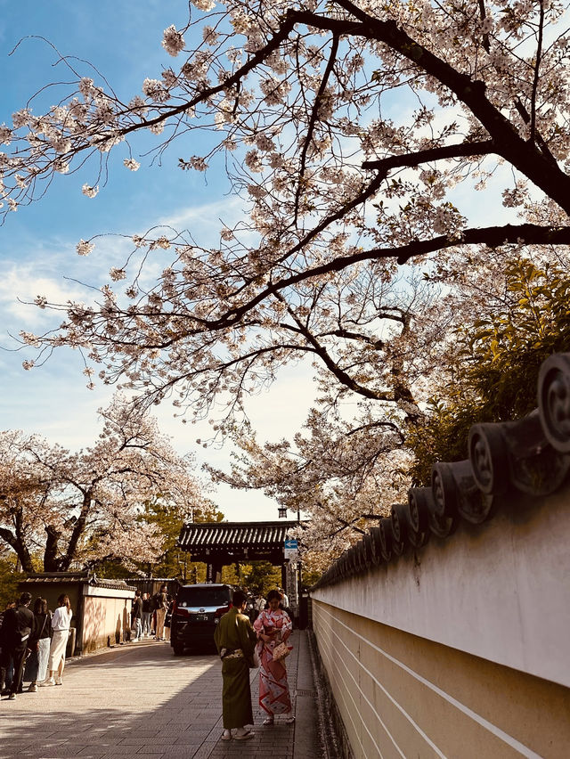 京都花見小路：櫻花盛開，適合攝影和賞櫻