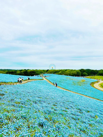 Ibaraki] A carpet of blue! Come see the spectacular Nemophila