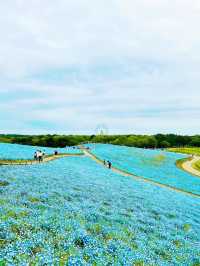 【茨城】まるでブルーの絨毯💙GWは絶景ネモフィラ畑を見に行こう🩵