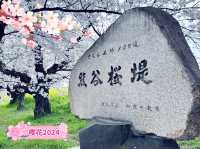 【日本賞櫻】🌸熊谷櫻堤：粉紅櫻花隧道，夜晚櫻花點燈。適合3月底到4月初