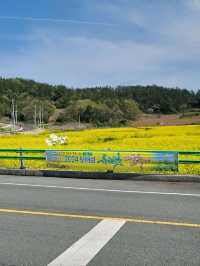 허수아비 포토존이 있는 유채꽃축제💛