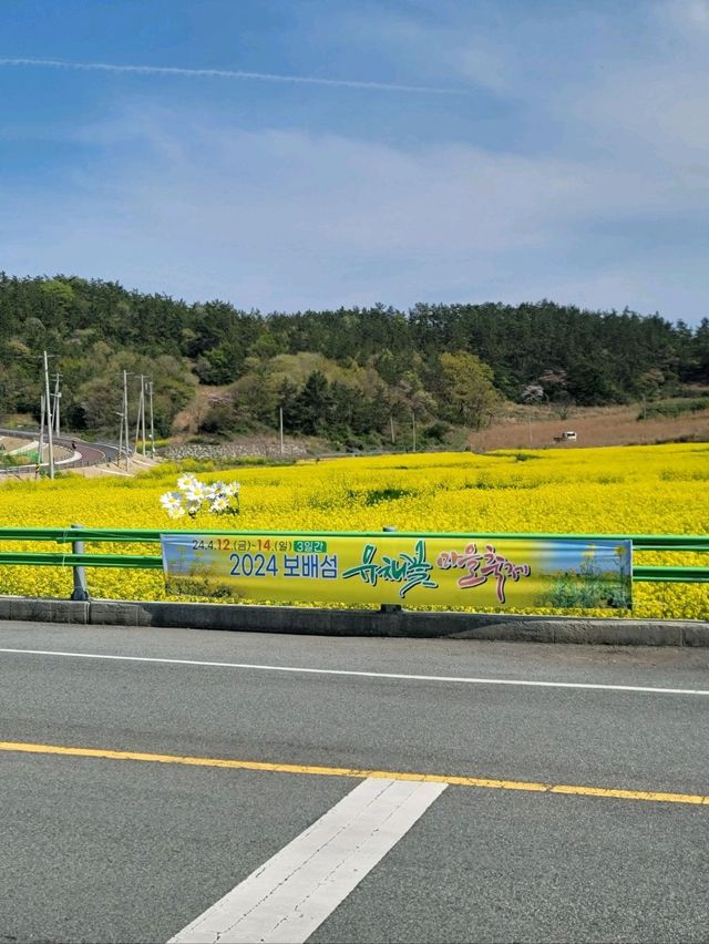 허수아비 포토존이 있는 유채꽃축제💛