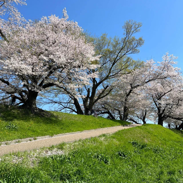 「黑河公園：春日賞櫻，人生樂事」