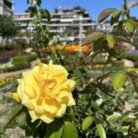 Garden with colourful flowers 🌺🌼🪻