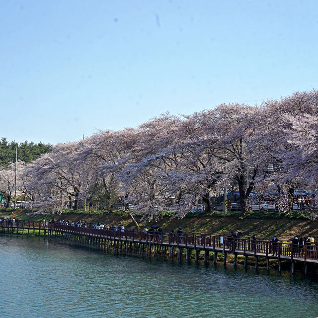 🌸군산벚꽃여행