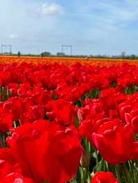 The Tulip Barn