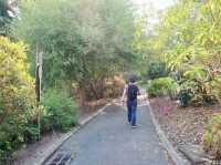 Hike up Mount Coot-Tha