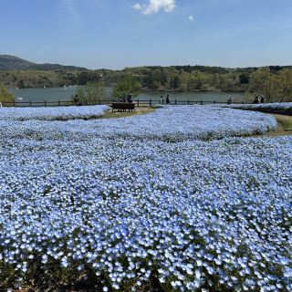 【粉蝶花】大分縣杵築市Ruru公園