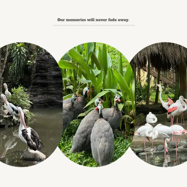 吉隆坡飛禽公園：熱帶鳥語花香，適合感受大自然生命力的理想場所
