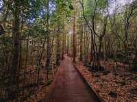 Calming at Seogwipo Forest of Healing