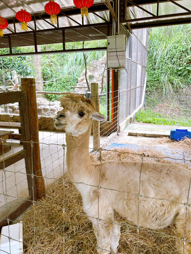 Feeding Animals in the Bentong Farm