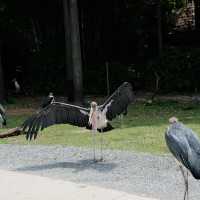 新加坡飛禽公園：近距離觀賞珍稀飛禽，絕佳地方領略鳥類奇觀！