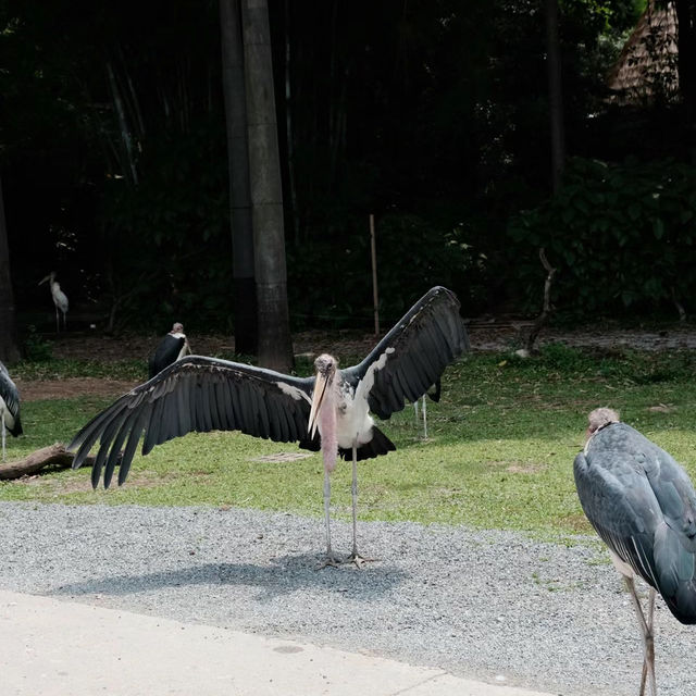新加坡飛禽公園：近距離觀賞珍稀飛禽，絕佳地方領略鳥類奇觀！