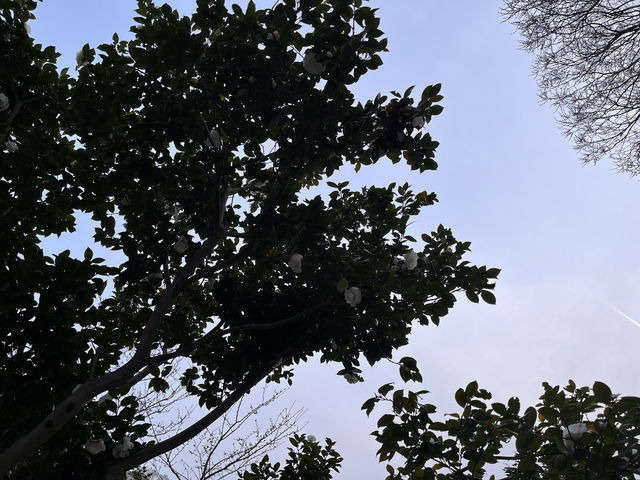 三渓園@横浜🌲