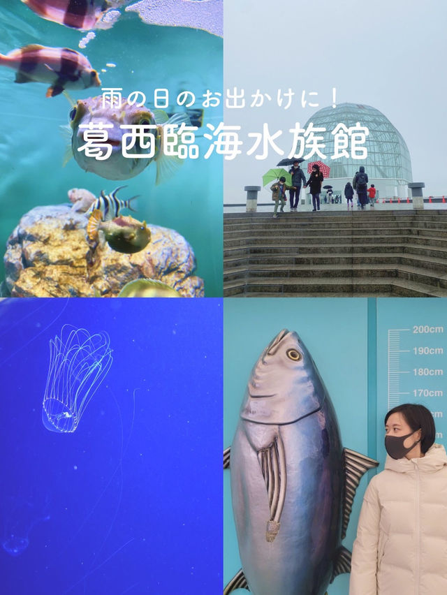 【雨の日のお出かけに☔️葛西臨海水族館🐠】