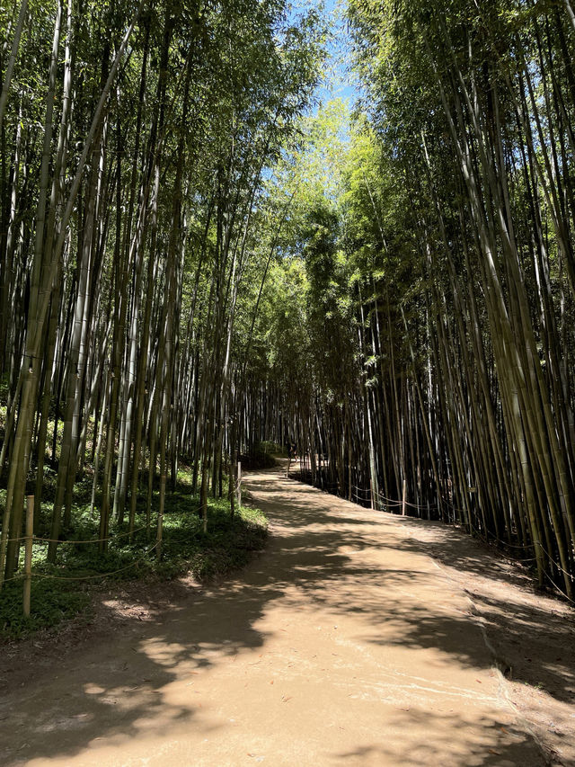 🎋 인생 첫 담양 여행 죽녹원 다녀왔어요!💚