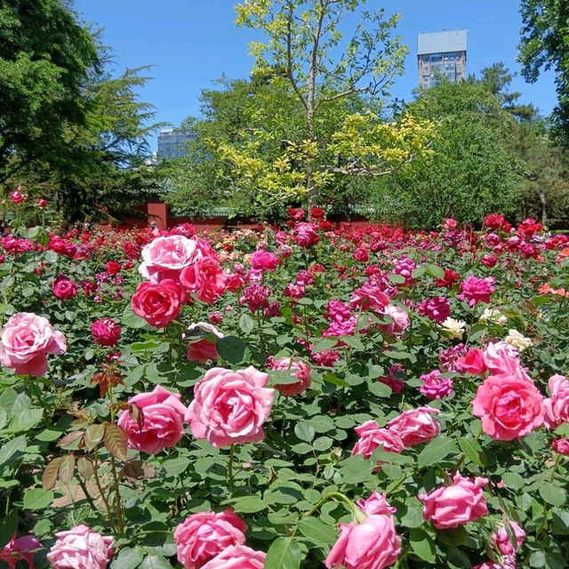 Strolling Ritan Park, A Haven of Natural Beauty