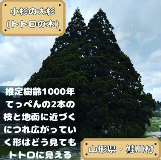 托托羅之樹