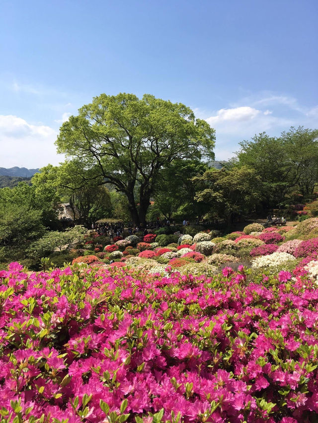 九州賞花景點