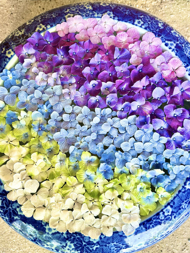 〜神奈川県〜鎌倉で混まない！穴場あじさいスポット！