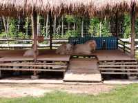 Viva Foresta Farm