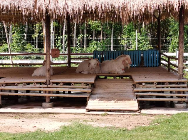 Viva Foresta Farm