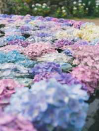 大阪に行ったら行きたい圧巻の紫陽花寺