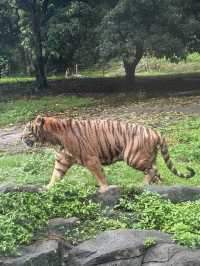 深圳野生動物園：保護與觀賞，充滿教育價值