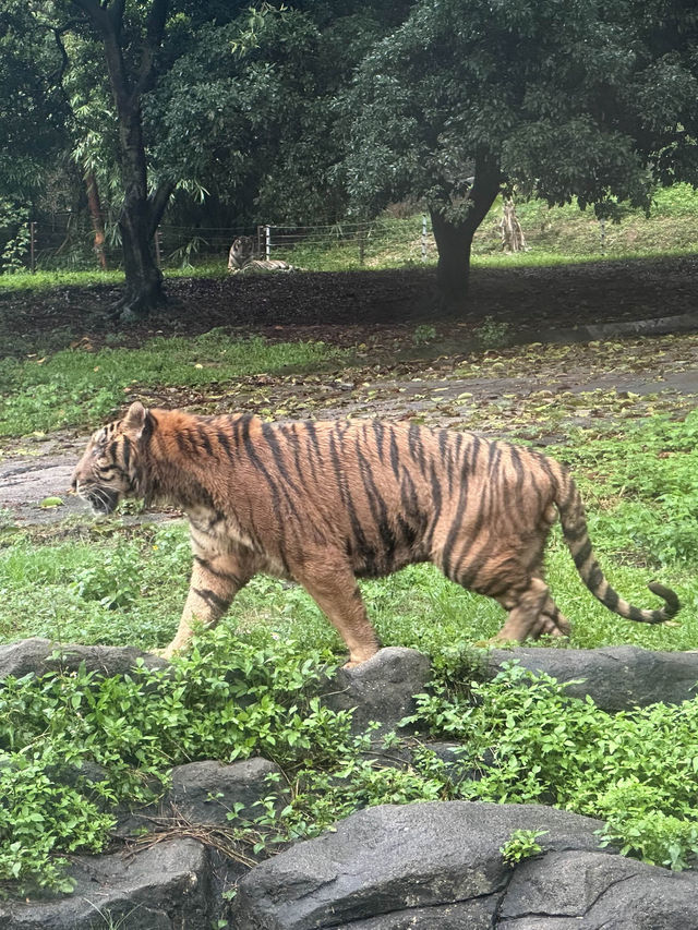 深圳野生動物園：保護與觀賞，充滿教育價值