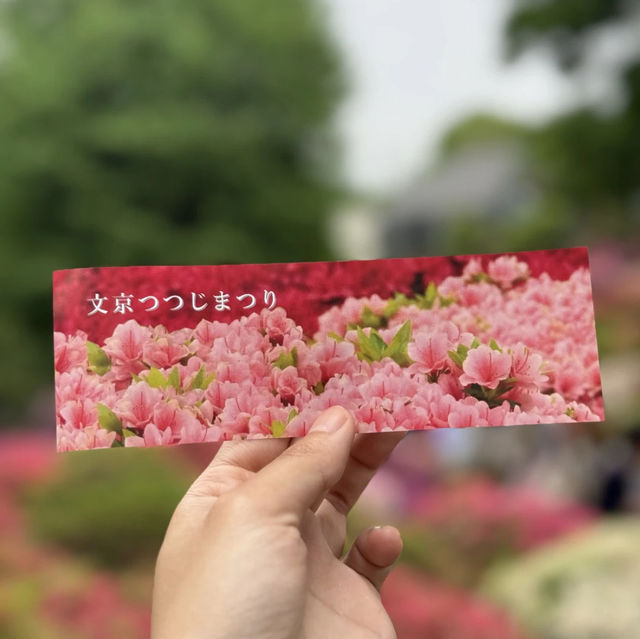 「東京根津神社杜鵑花祭，必去景點！」