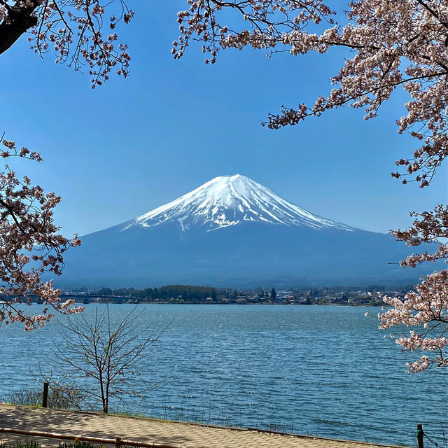 河口湖春天賞櫻季