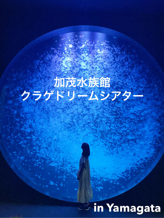 【Yamagata🇯🇵】加茂水族館🪼