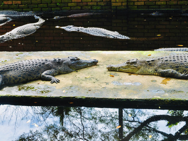 A must-visit for wildlife enthusiasts and families🇲🇾