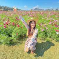 มาขับรถเที่ยว ตะลอนฟาร์มโชคชัย นครราชสีมา