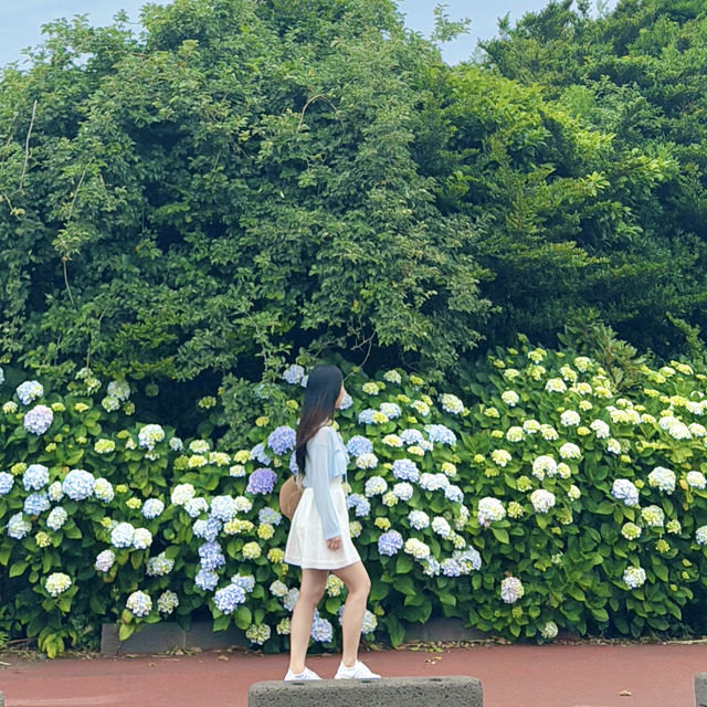  제주도 동쪽 해안에 위치한 아름다운 수국명소