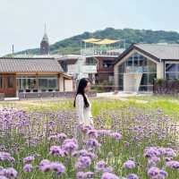 South Korea’s Purple Flower Field 💜