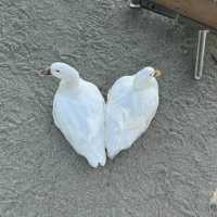 滋賀県アヒルに餌やりスポット