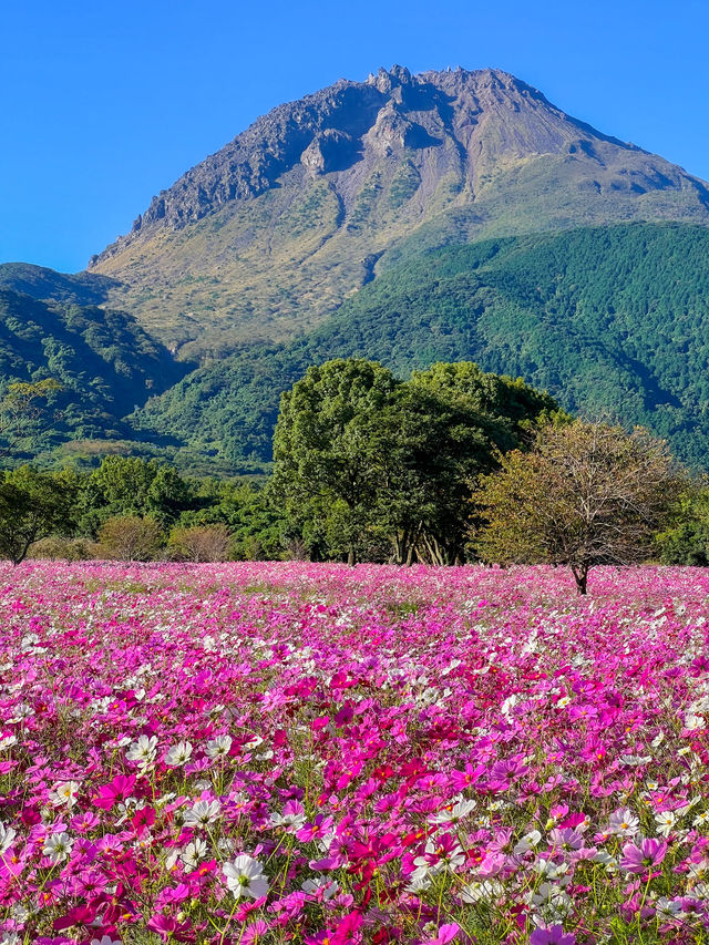 見渡す限りコスモスで埋め尽くされた絶景は何回見ても感動、しまばら火張山花公園