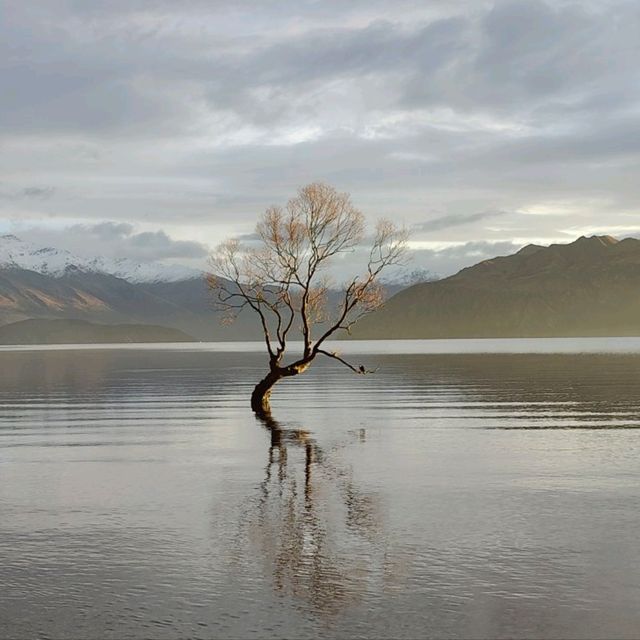 The one and only Wanaka tree