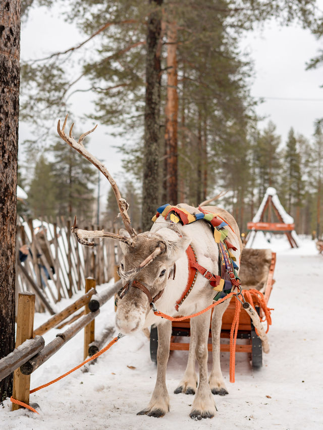 📍Santa Claus Reindeer