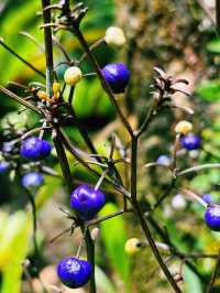 A Walk To Remember: Breathtaking Kinabalu