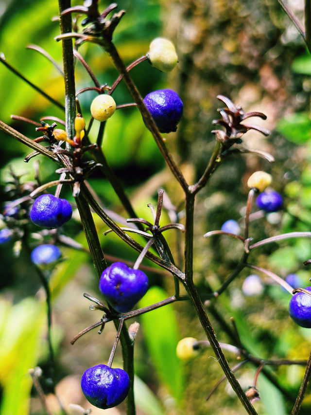 A Walk To Remember: Breathtaking Kinabalu