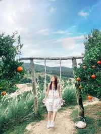 JINJU the orange farm สวนส้มเชียงใหม่ฟีลเกาหลี